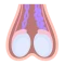 Imagen de Perfil testicular